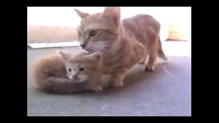 Майка Идва И Спасява Малкото Си Коте