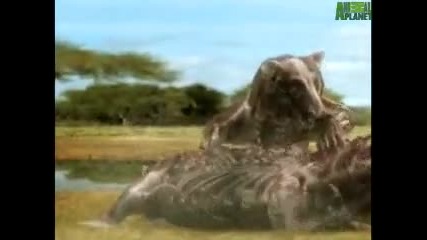 Битка : Лъв срещу Крокодил 3d