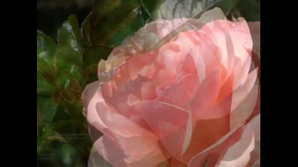 'filled With Love' ~ beautiful roses and relaxing music by Mary Hession