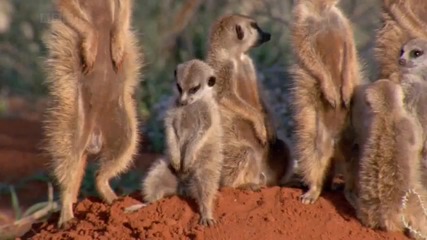 Забавни сурикати * Funny meerkats