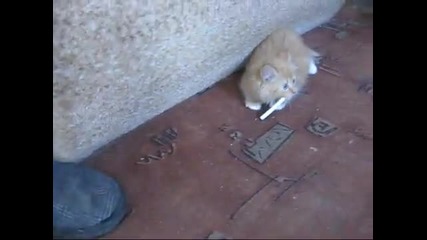 Котка не дава да и вземат цигарата (смях)