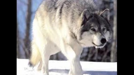 Rainbow - Run With The Wolf
