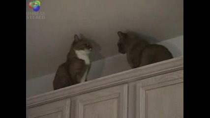 Супер як двубой между две котки 