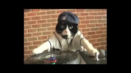 Котка Dj 