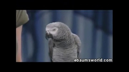 einstein bird