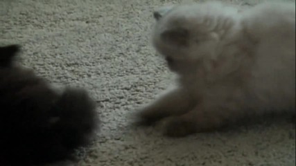 Сладко коте си играе