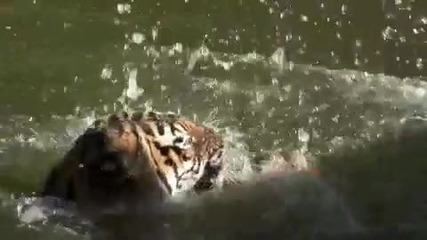 Big Cat Halloween