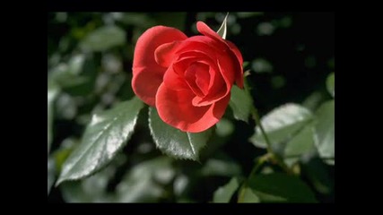 Delerium - Remembrance