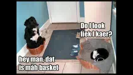 Смешни Котенца
