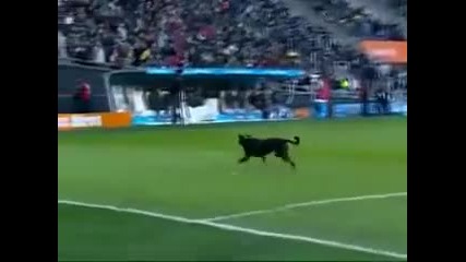 ( Смях ) Куче пресича футболен терен докато се играе мач ...