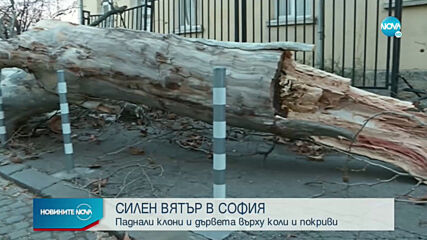 Сигнали за паднали клони и огради след силния вятър в София
