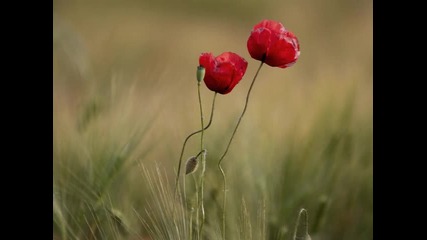 (не)любов - Добромир Банев