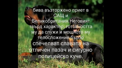 Ротвайлерът – ковчежникът на пътуващите търговци.