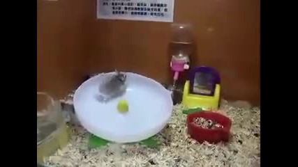 Луди хамстери!
