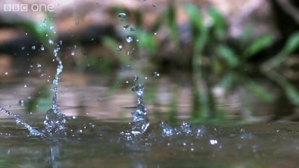 Гущер ходи по вода!
