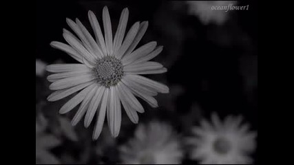 Pachelbel - Canon in D Major