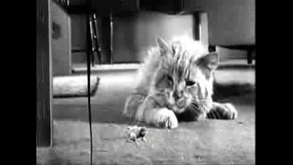 Killer Cat Scene From The Incredible Shrin