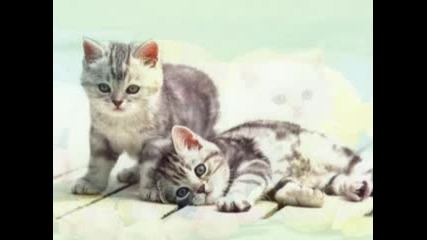 котенца