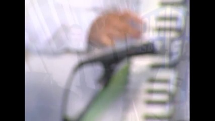 Zoran Kalezic - Most do moga zavicaja - (LIVE) - Sto da ne - (TvDmSat 2009)