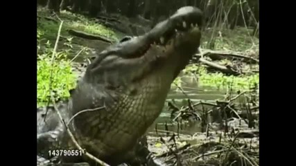 Силата на алигатора - чупи костенурка и я изяжда