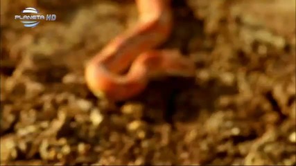 Емилия - По твоите следи