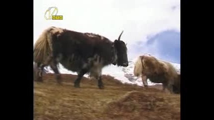Свещените планини по света [bg audio]