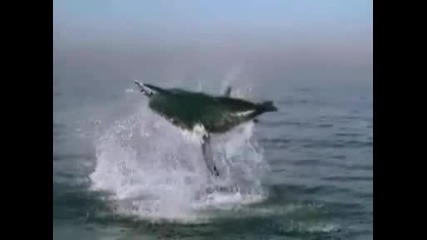 White shark jumping 