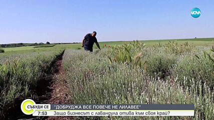 Краят на „лилавата треска“: Българската лавандула вече не ухае на печалба