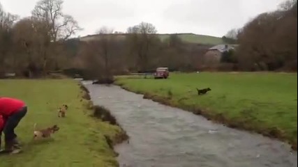 Куче прескача цяла река