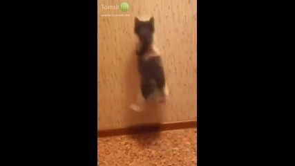 Котета - пакостници!