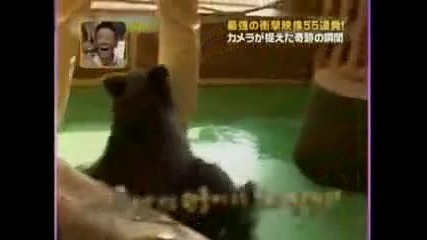 Най - страхливото мече на света :) 