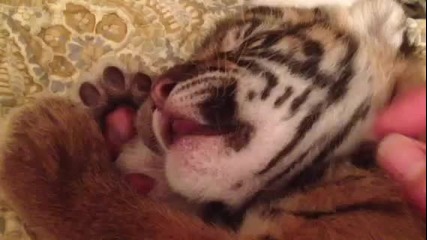 Спящо тигърче
