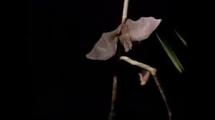 National Geographic - Vampire Bat Vs Wrinkle Bat