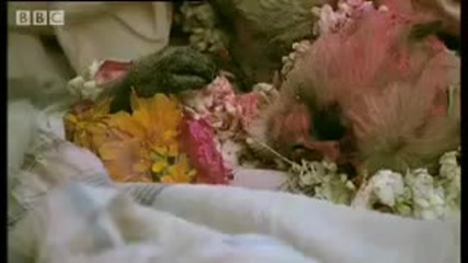 Baby monkey funeral - Monkey Warriors - Bbc animals 