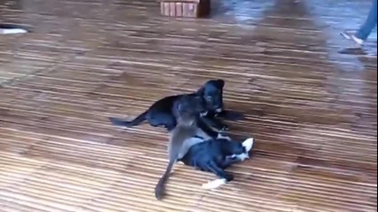Малка маймунка си намира приятели!