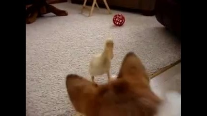 Куче си играе с паток