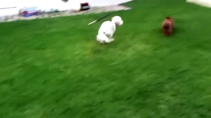 Кученца си играят