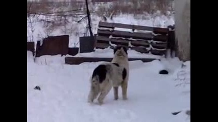 karaka4anka i dog bordo