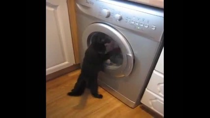 Малко коте и пералня - Много смях ... :) 