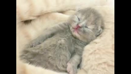 Най - Сладките (котета)