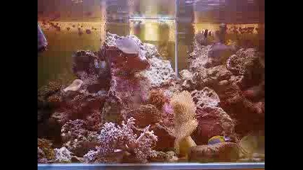 Kera Reef Aquarium