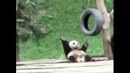 Bed Intruder Panda 