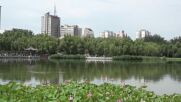Рядък 800-годишен лотус цъфна по време на изложение в Пекин