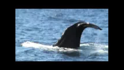 Тюлен, кит и делфин /яко клипче/ 