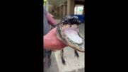 Алигатор без горна челюст намери нов дом във Флорида