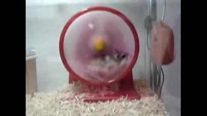 Hamster Dance 