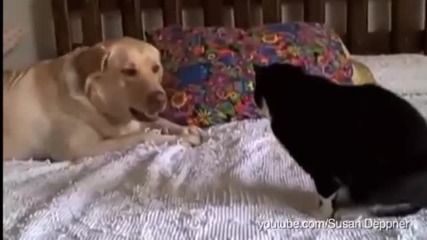 кучето - пръв приятел на... котката ))