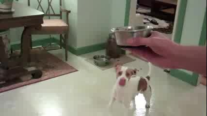 Doggy Dance Fail