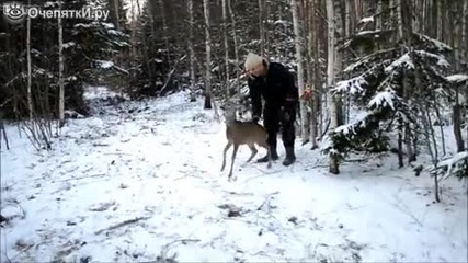 Смела сърничка напада натрапника.