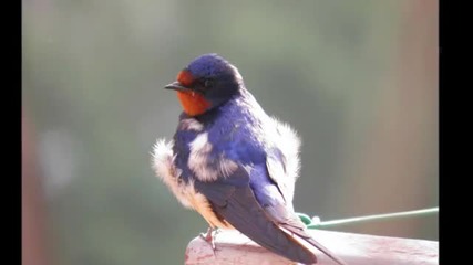 Birds-pasari-oiseaux Wildlife Romania